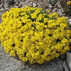 Physaria fendleri Physaria fendleri