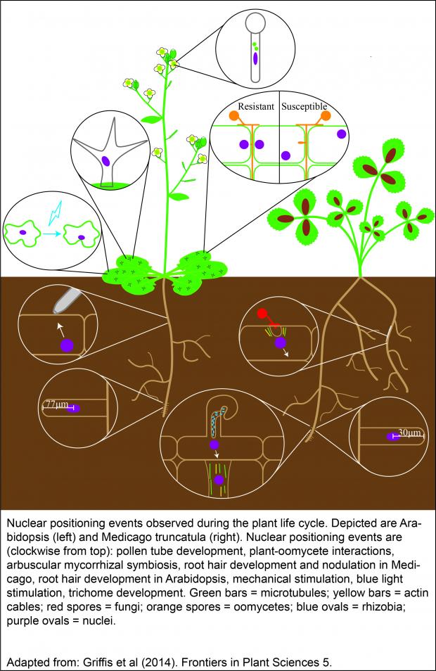 Nuclear positioning events observed during the plant life cycle. Nuclear positioning events observed during the plant life cycle.