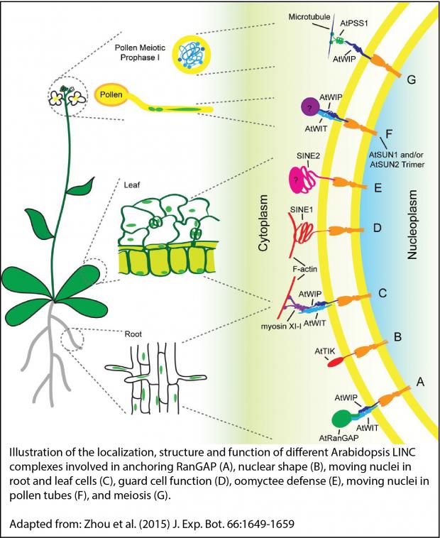 Illustration of the localization, structure and function of different Arabidopsis LINC complexes involved in anchoring RanGAP Illustration of the localization, structure and function of different Arabidopsis LINC complexes involved in anchoring RanGAP
