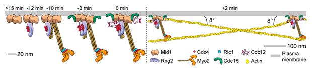 Fig. 2. Model for cytokinesis node assembly and architecture. Fig. 2. Model for cytokinesis node assembly and architecture.